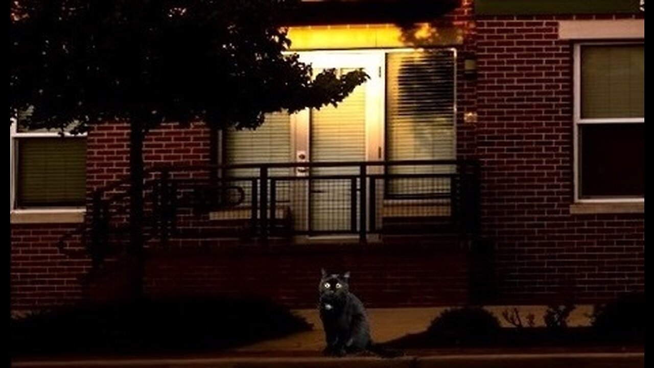 It's just a cat, but it has to save people in the building