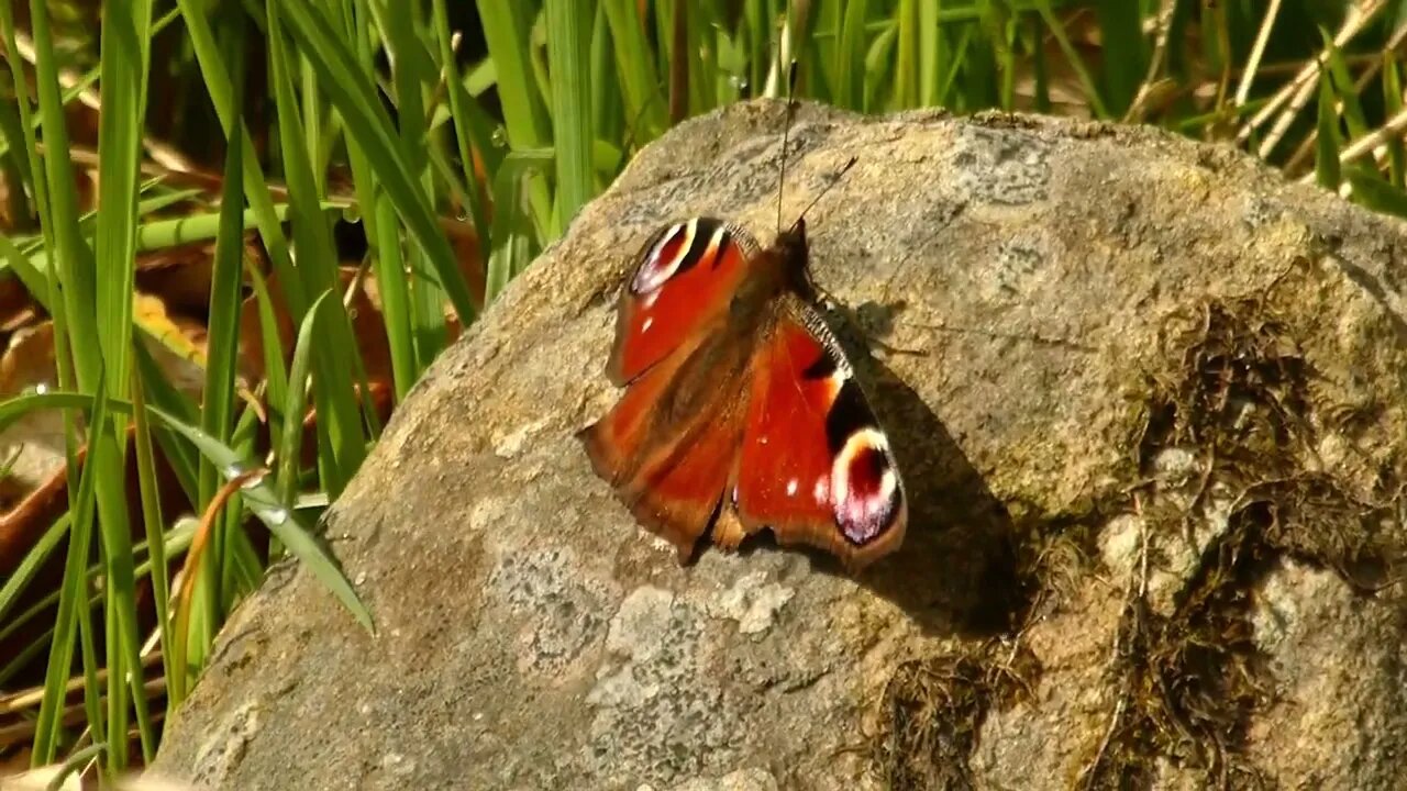 Peacock butterfly