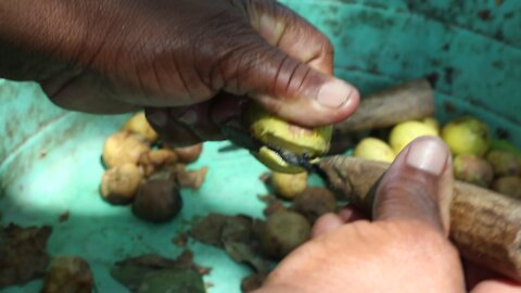 SOUTH AFRICA - Durban - Umthayi marula festival video's batch 2 (Xrk)