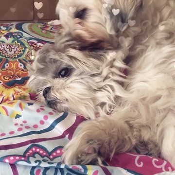Adorable rescued dog loves her sister so much!