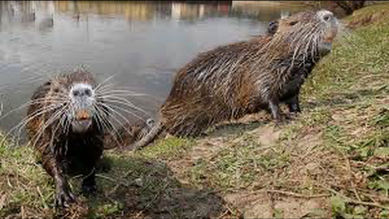 the water marsupial will find you.