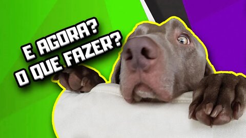 Cão tem resultado positivo para C0V1D no Brasil! O que fazer? | Dr. Edgard Gomes