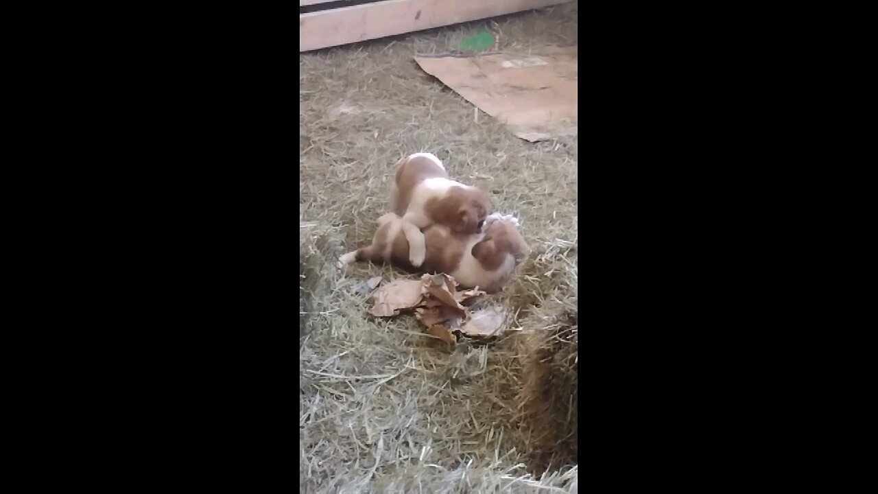 Playfull puppies biting on each other.