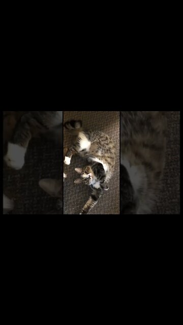 Cats are so incredibly weird