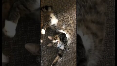 Cats are so incredibly weird