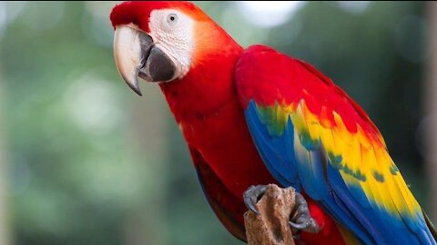 Parrot bird