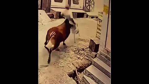 Cow attack man | Cow attack video | Cow attack on an old man | crazy cow attack