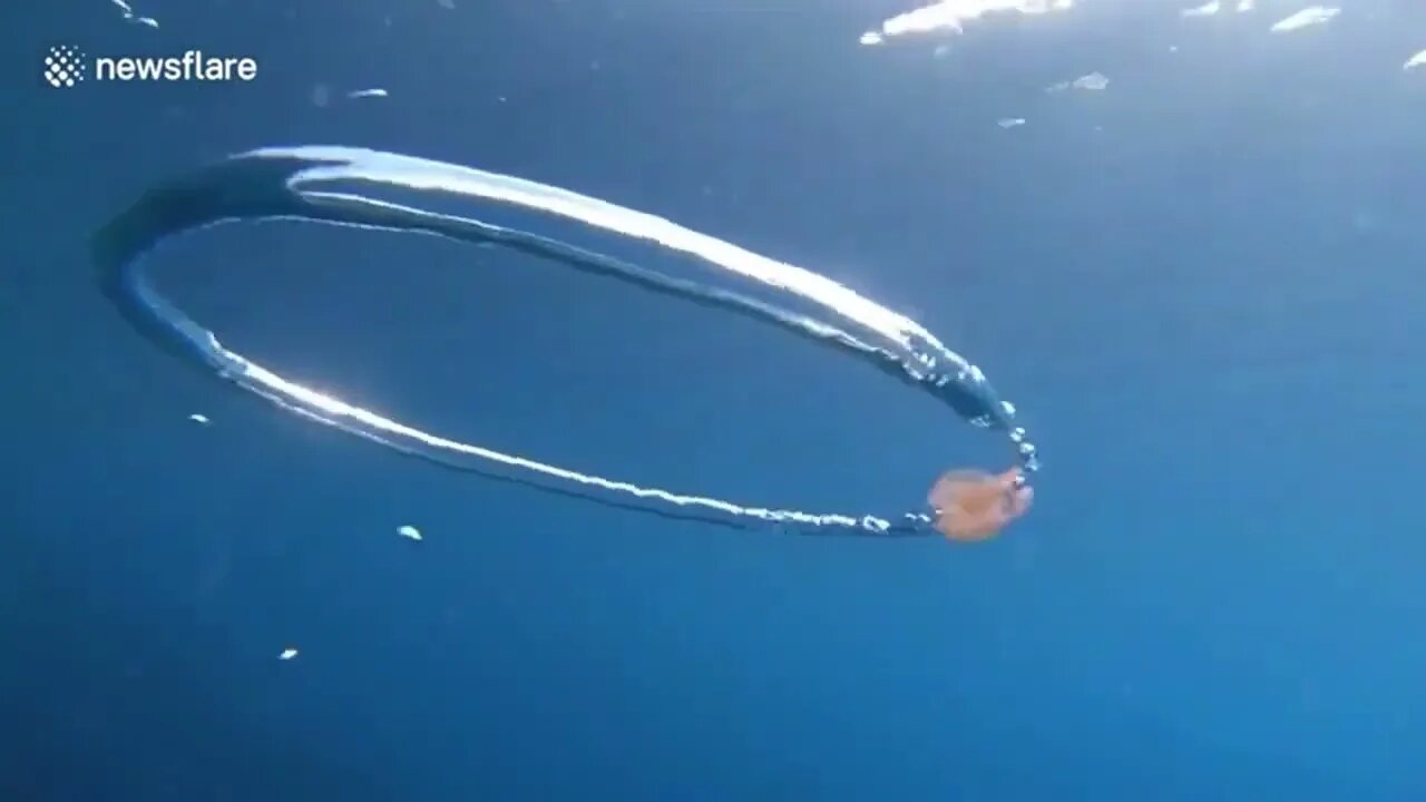 Bubble Ring Takes Jellyfish For a Helluva Ride