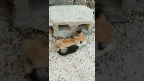 funny cat videos | cute cat videos |cute animals | funny cats #shorts