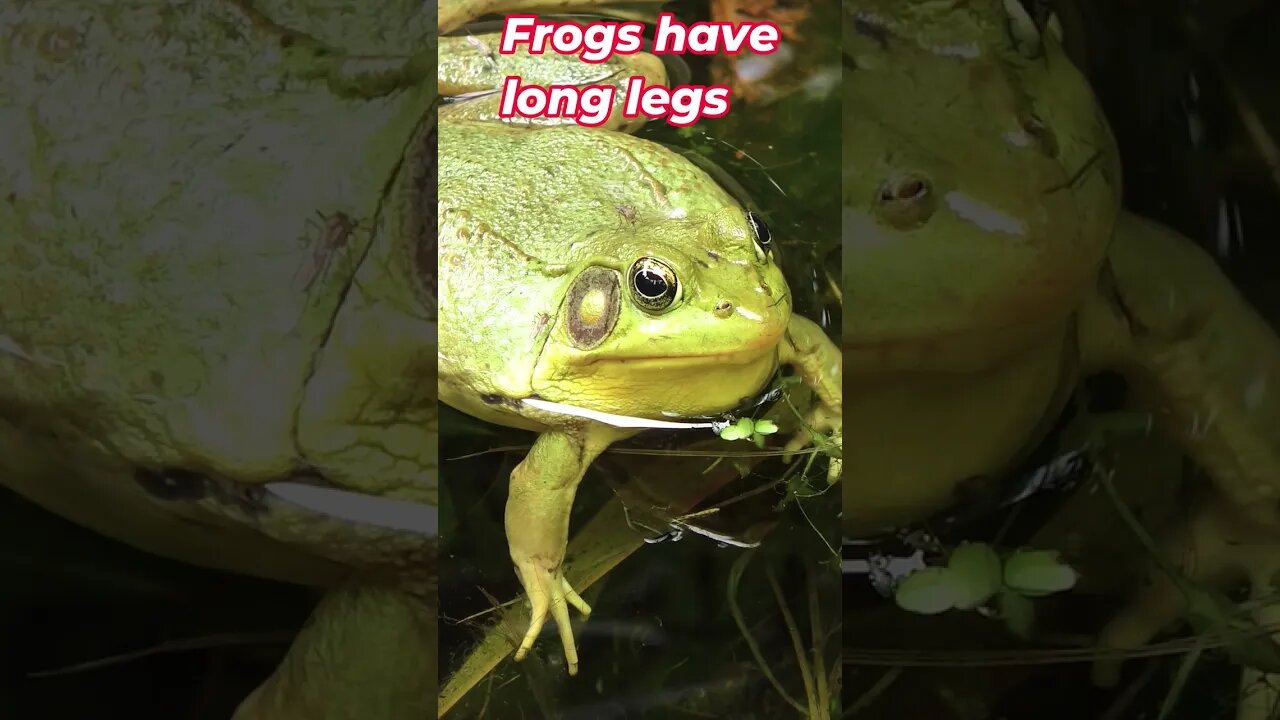 What's The Difference Between Frogs And Toads? 🌞