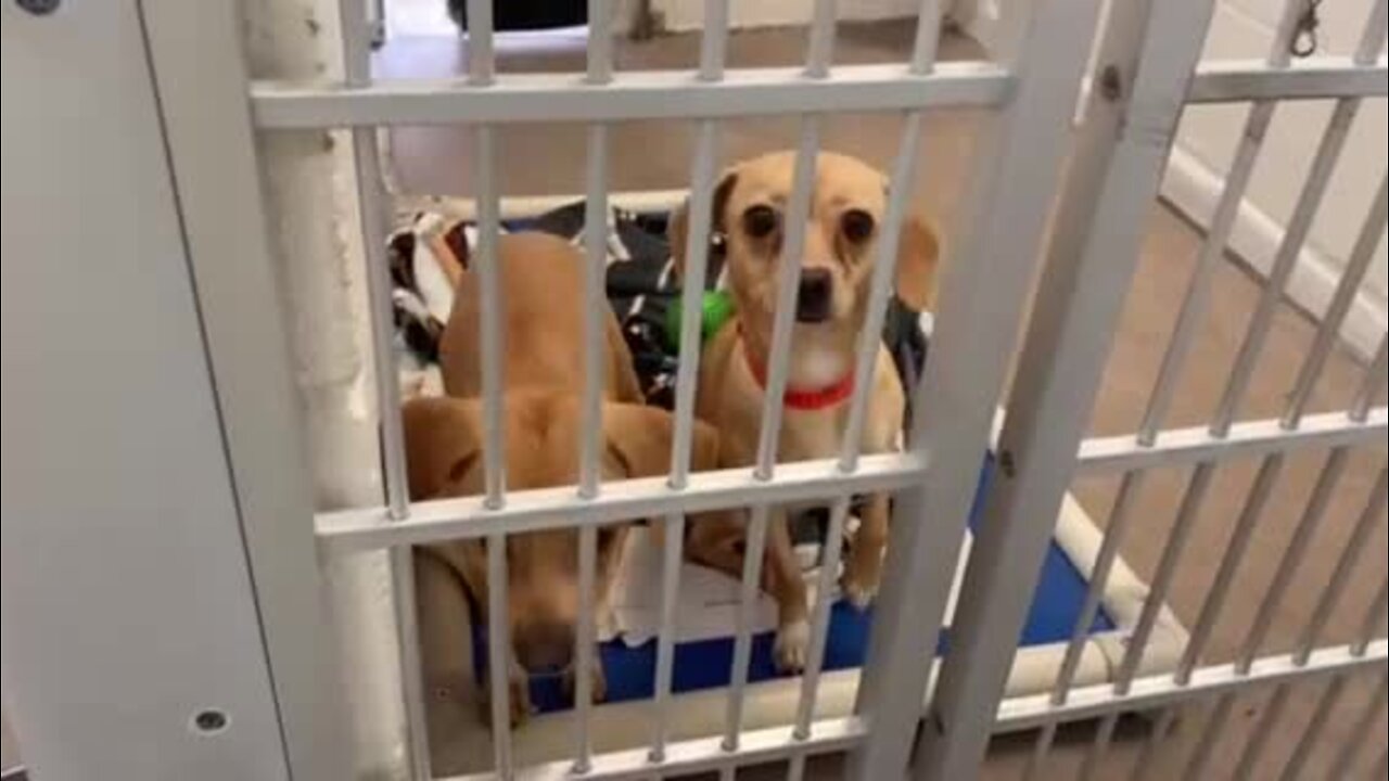 More than 30 chihuahuas seized from Tempe home living in deplorable conditions