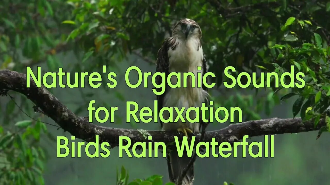 Relaxing Sounds of Birds, Rain, Waterfall. For sleep, study, meditation, stress relief.