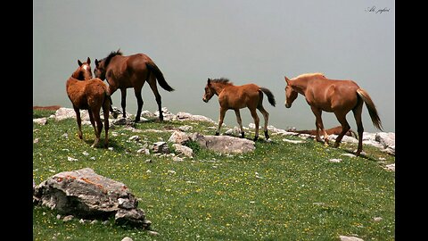 Animals and birds