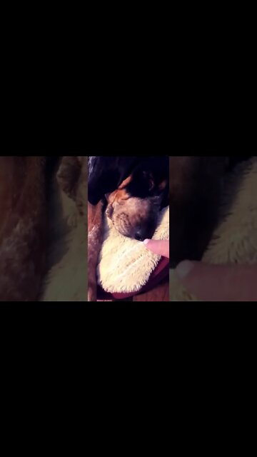 #BlueTickCoonHound has let the day win! #Shorts, #shortsvideo2022