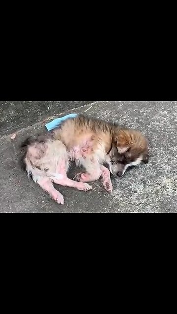 The Rescue & Recovery of a Homeless Puppy - HaloPets