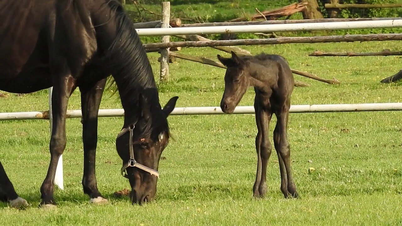 Horse Mare and Foal - Free Stock Footage