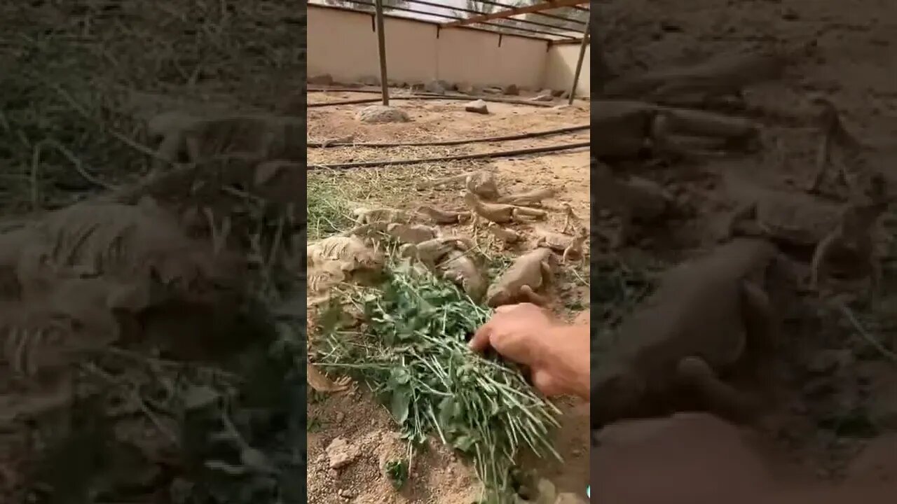 Big gecko farming 😲😲
