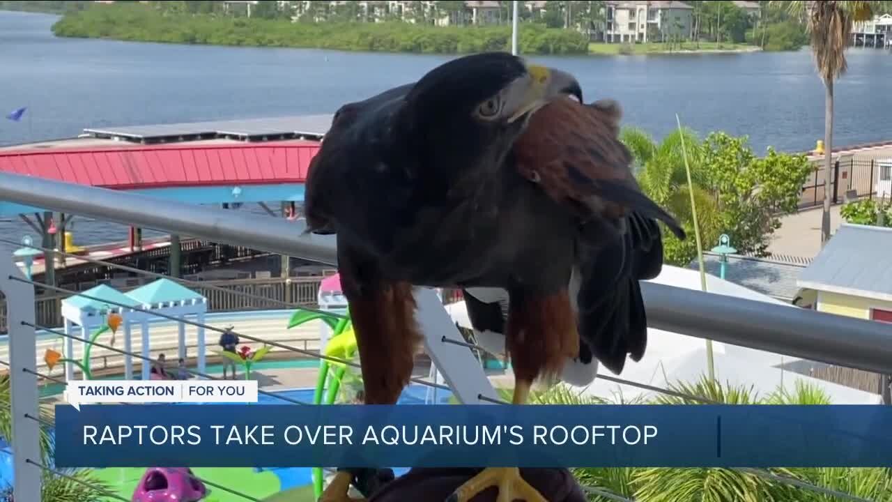 Raptors take over Florida Aquarium's rooftop in new show