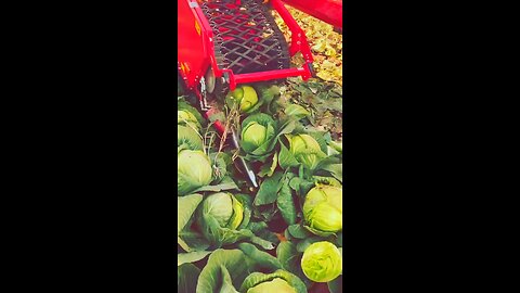 harvesting 🥬 cabbage 🥬 #rumble #trend #viral #video