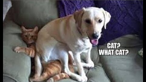 Funny cats and dog