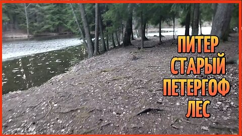 ПИТЕР СТАРЫЙ ПЕТЕРГОФ ЛЕС