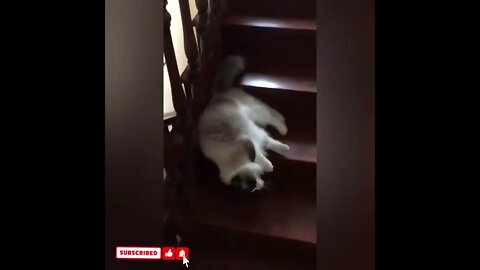 cute cat videos 😹 funny videos 😂1745