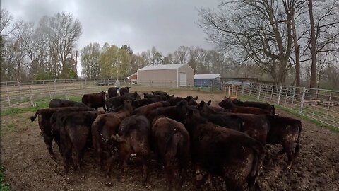 New Heifers Arrive!!!