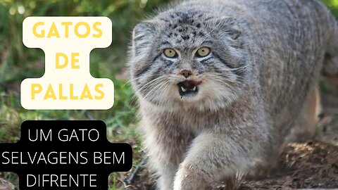 GATOS-DE-PALLAS-UM GATOS BEM SELVAGENS E BEM DIFERENTE E "FOFO" SAIBA COMO VIVEM OS GATOS-DE-PALLAS.