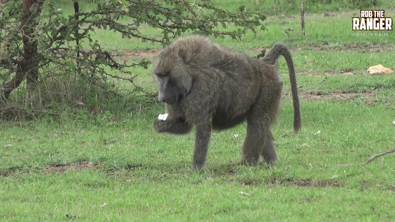 Big Elephant Herd And Baboons Eat Flowers | Mara Wildlife | Zebra Plains