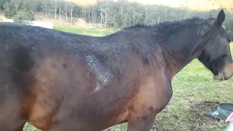 What is a courtesy horse fence? Skin treatment is working on Tuppy.