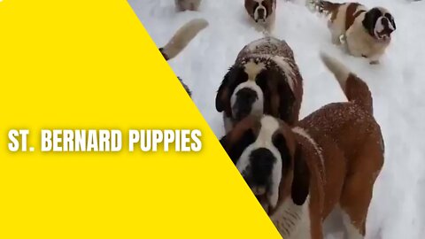 St. Bernard puppies walking in the snow