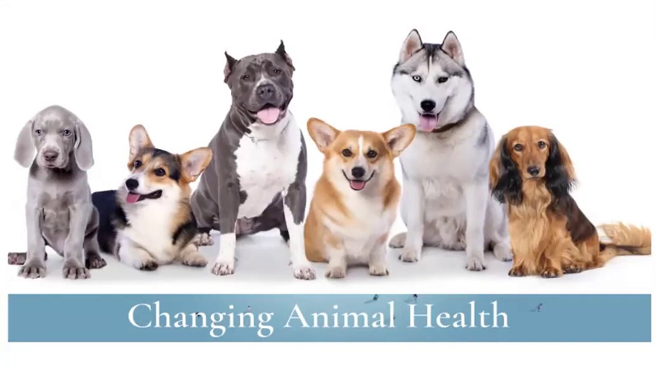 Activation and Animal Health