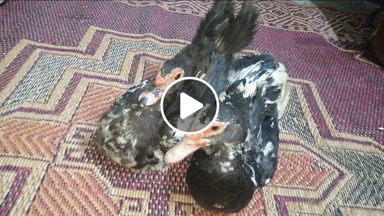 Baladi ducks