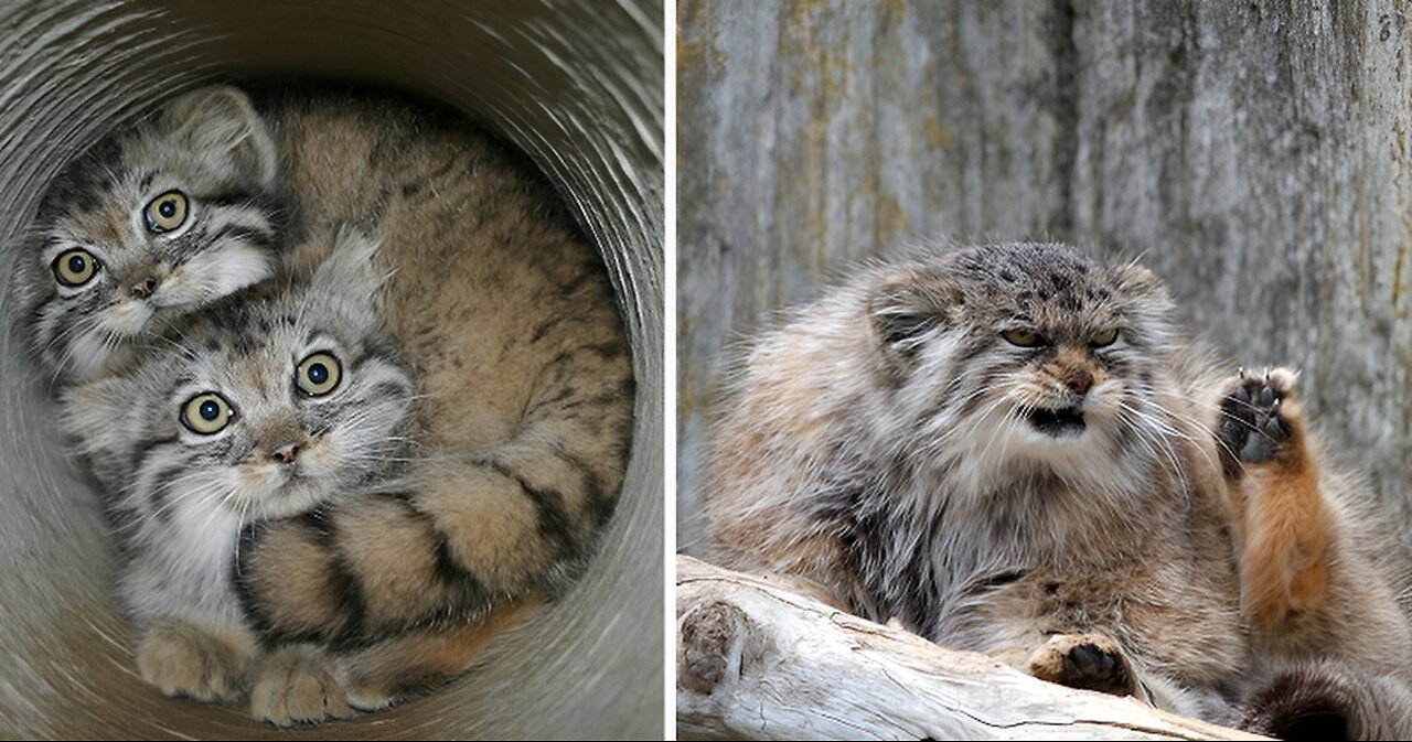 Angry funny cat Playing with human hand on the bucket