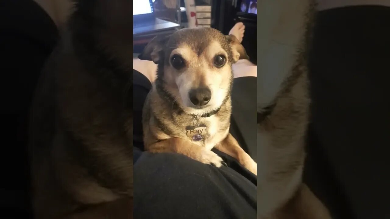 Call your dog "doggo"