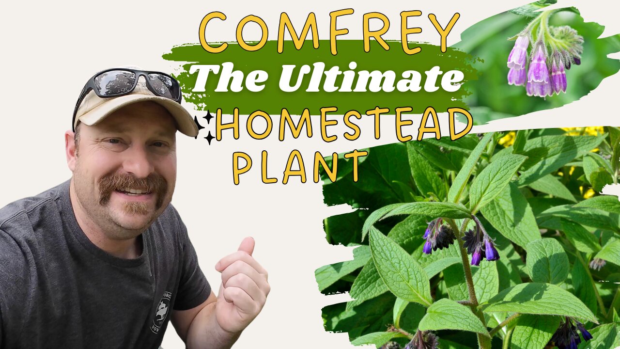 Comfrey!! The Perfect Homestead Plant!?!