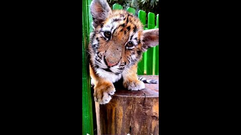 Country boy, splash-ink tiger painting