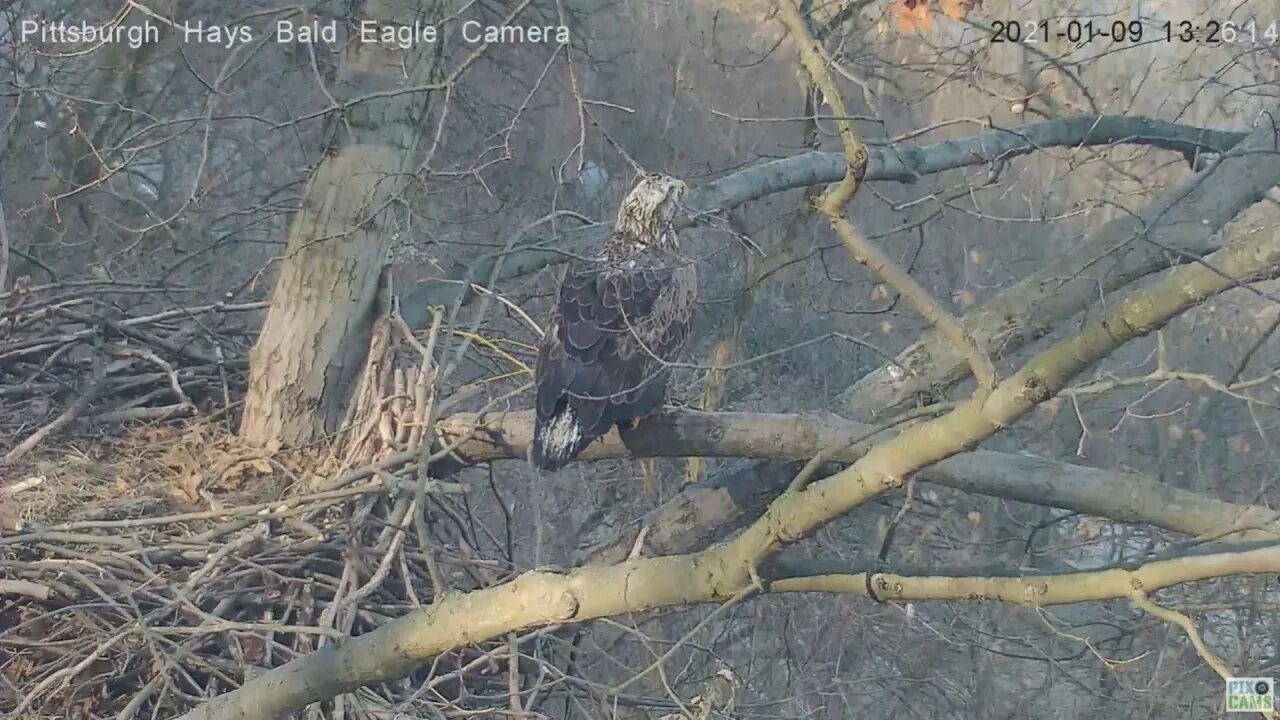 Hays Eagles nest intruder gets knocked off nest perch 2021 01 09 1:26:29 pm