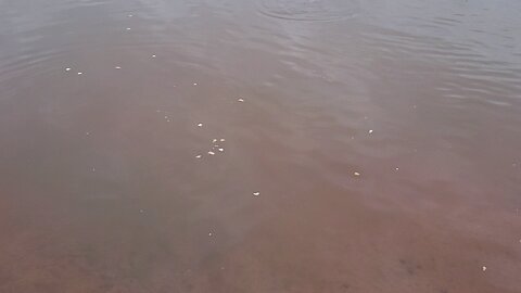 The pond