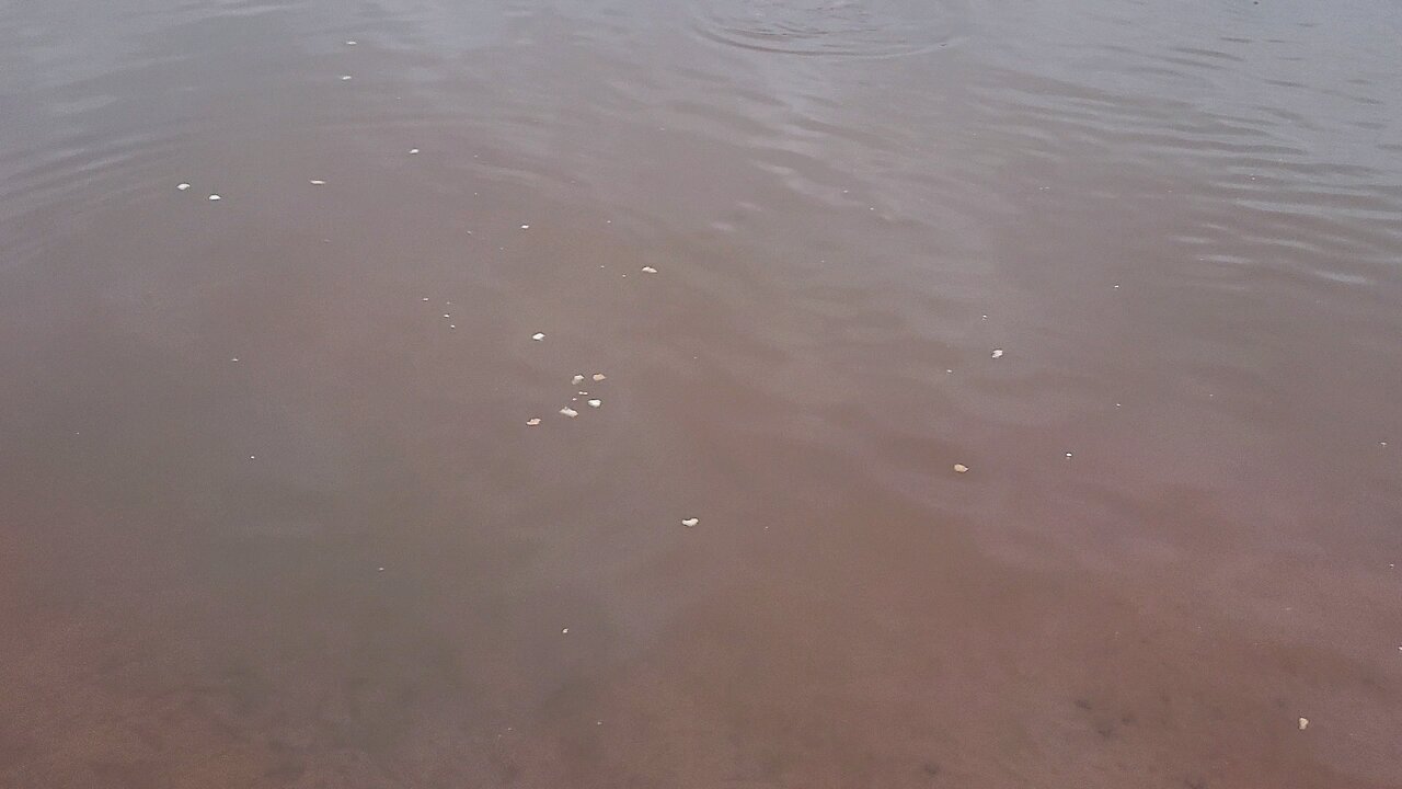 The pond