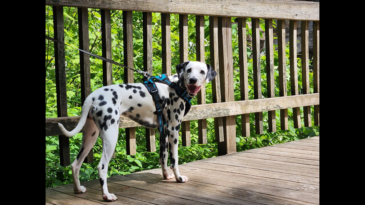 Luna running and than jumping on a log