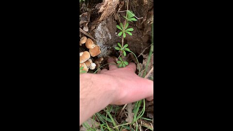 Forest Mushroom Foraging