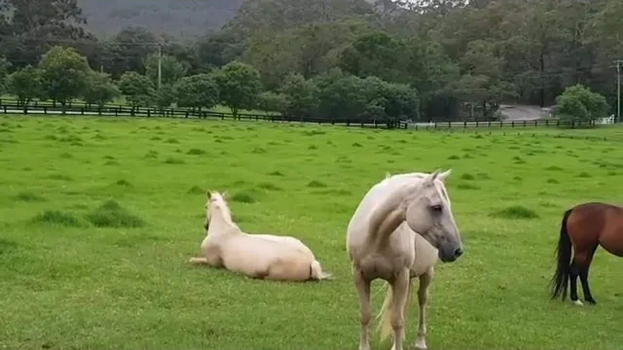 Halo laying down. Didn't jump up when I came into the paddock, progress