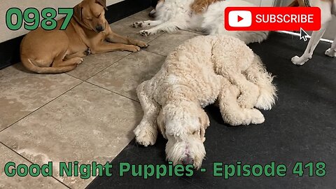 [0987] GOOD NIGHT PUPPIES - EPISODE 418 [#dogs #doggos #doggos #puppies #dogdaycare]