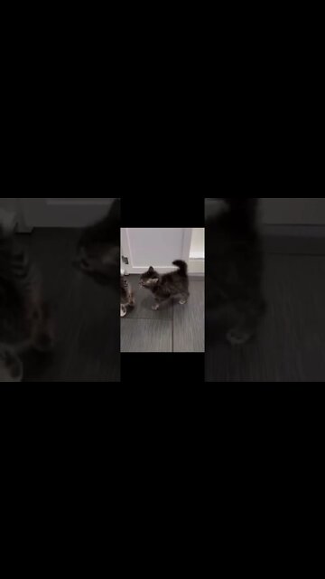 Tente não rir #tentenaorir #trynottolaugh