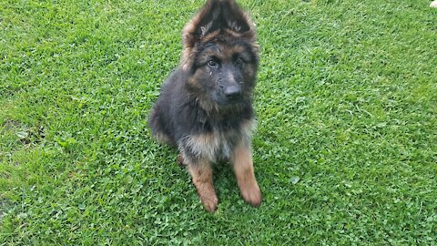 My dog