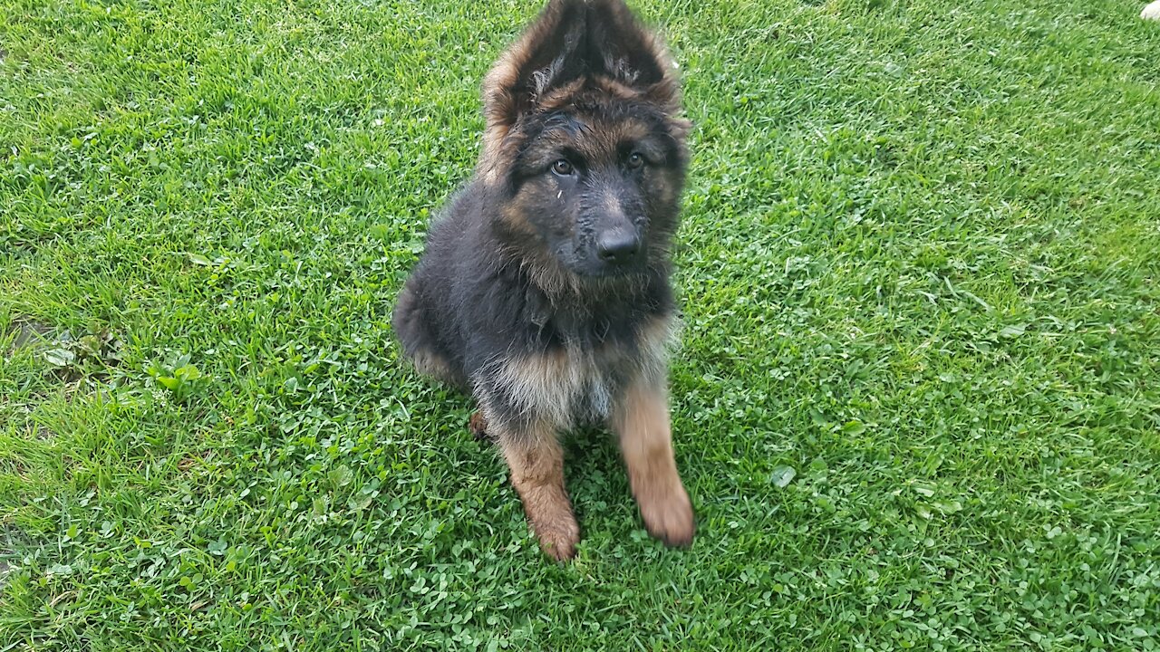 My dog