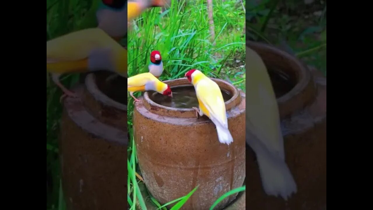 🐦