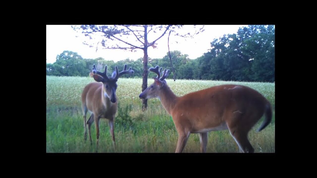 Trail Camera Update: Wendigo, Licking Branches, BUCKS