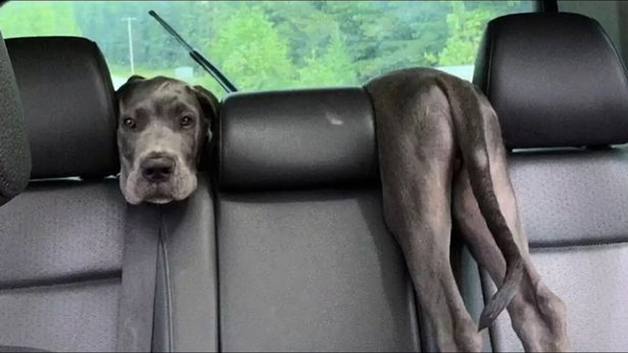 Funny Dogs to Watch when Bored